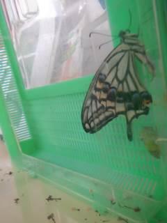 BUG A SALT　オバケ撃退グッズ　ハエ撃退 BUG A SALT オバケ撃退グッズ ハエ撃退