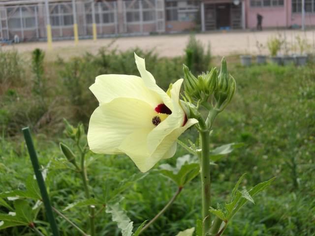 5本 花材 タンポポ♪ ゴールド ○まんまる○