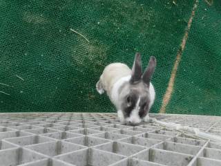 神戸市立有野幼稚園 ニュース 今日の有野っ子