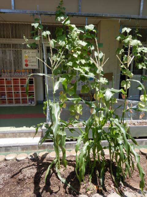 神戸市立港島幼稚園-ニュース 今日のできごと