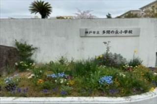 神戸市立多聞の丘小学校 ニュース 今日のできごと